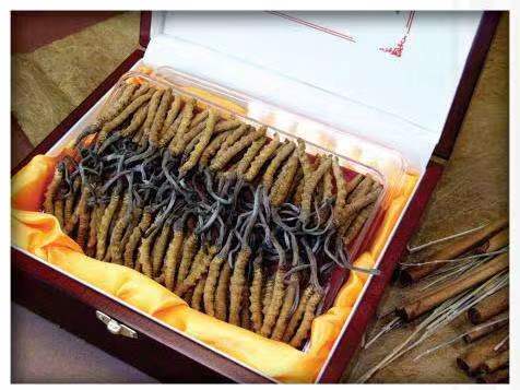 虎门港管委会冬虫夏草回收